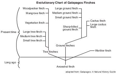 labs, lab, the beaks of finches fig: lenv82013-exam_g29.png